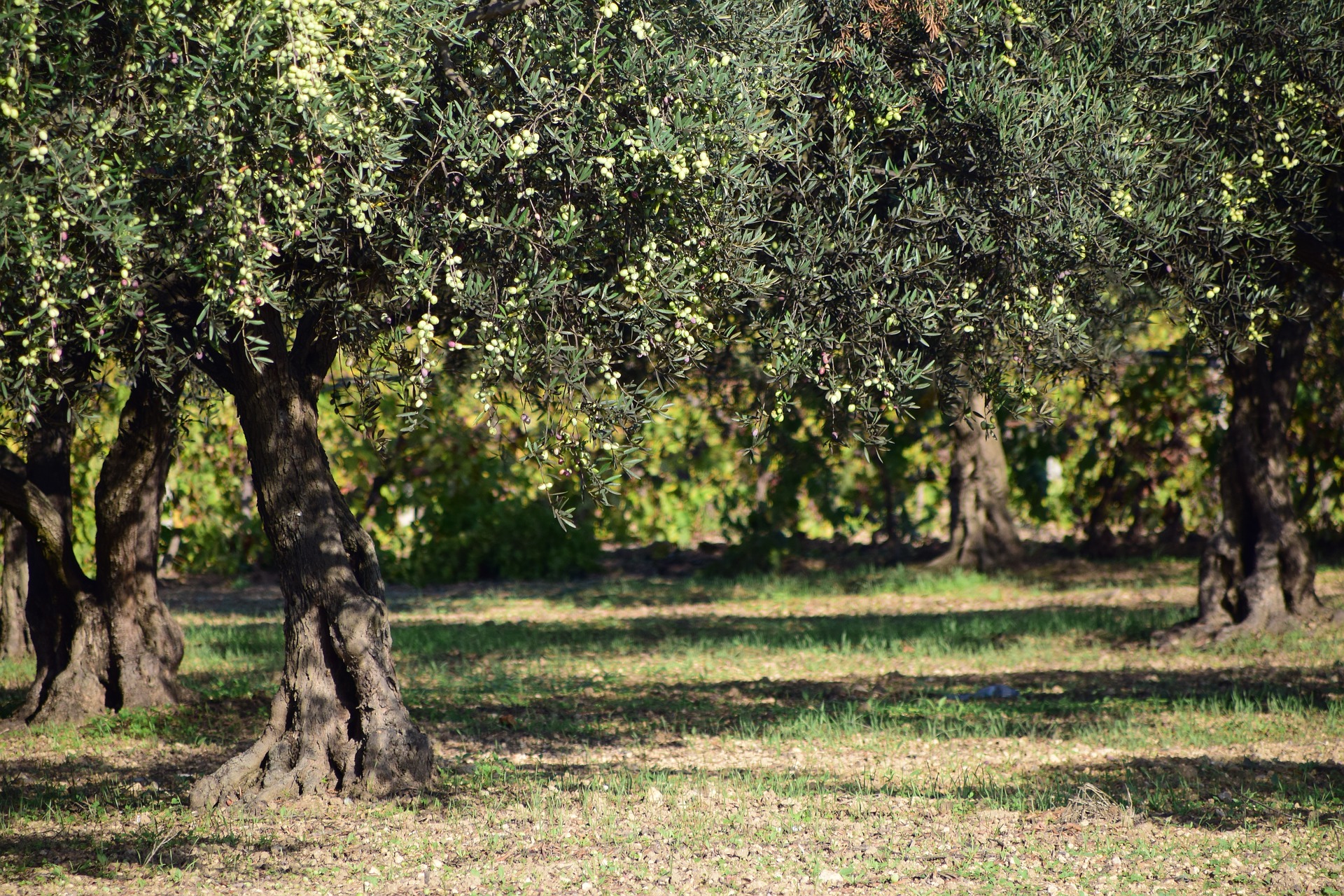 La poda del olivo