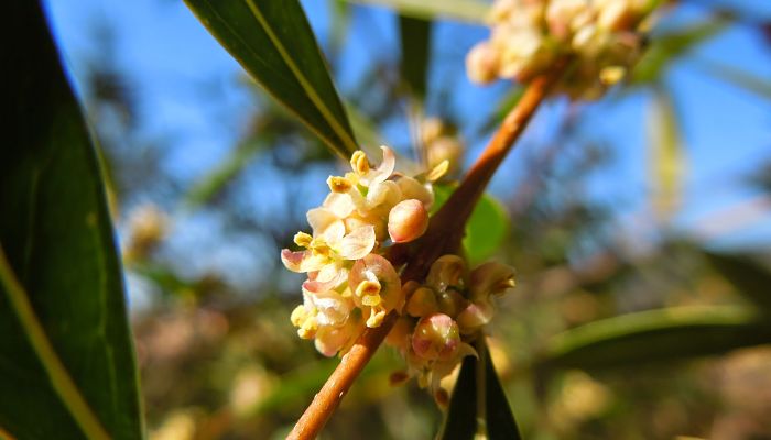 Labiérnago Blanco. Origen, Descripción, Cultivo, Cuidados, Propiedades