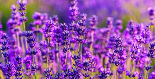 Lavanda O Alhucema. Origen, Descripción, Variedades, Cultivo, Cuidados Y Usos