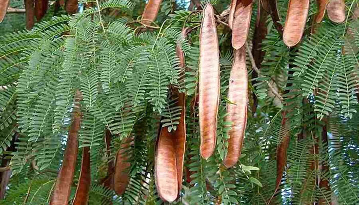 Leucaena. Hábitat, Cultivo, Tipos De Usos Y Propagación.