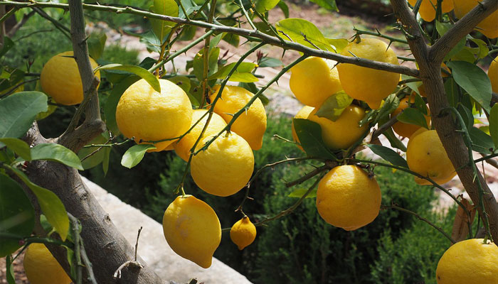 Limonero. Origen, Características, Variedades, Cultivo, Cuidados Y Usos