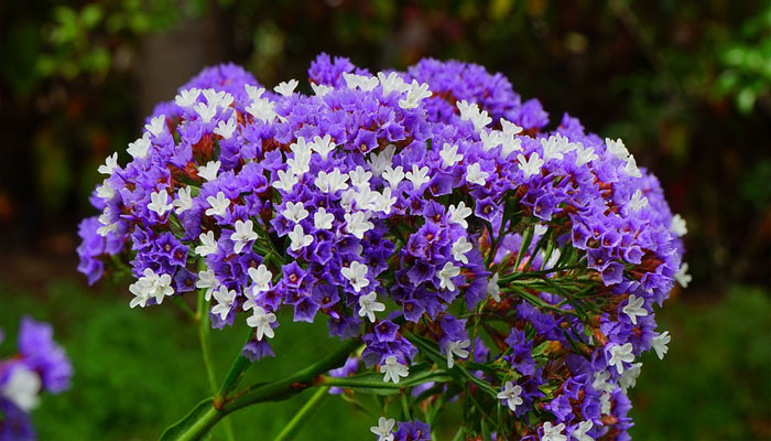 Limonium. Origen, Descripción, Variedades, Cultivo, Cuidados Y Usos