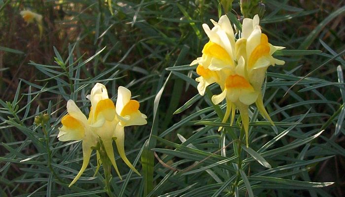 Linaria Vulgaris. Origen, Descripción, Cultivo, Cuidados, Propiedades