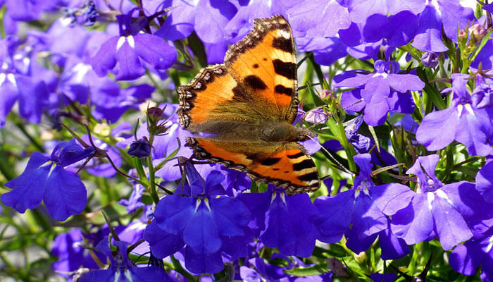 Lobelia. Origen, Descripción, Variedades, Cultivo, Cuidados Y Usos