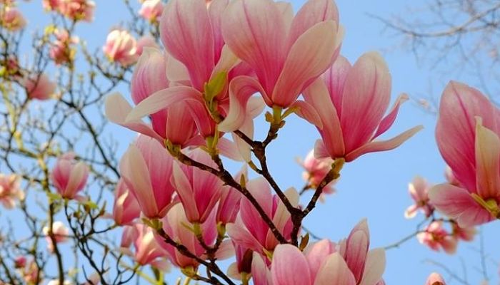 Magnolia. Origen, Descripción, Cultivo, Cuidados, Propiedades