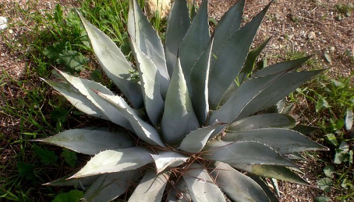 Maguey De Mezcal. Origen, Descripción, Cultivo, Cuidados, Propiedades