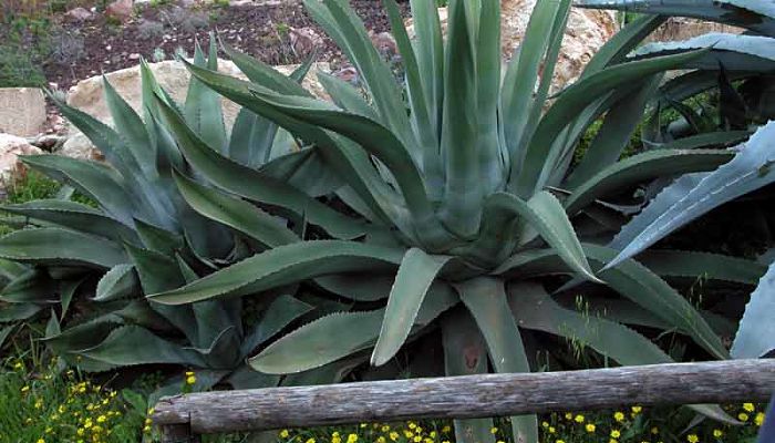 Maguey Pulquero. Origen, descripción, Cultivo, Cuidados, Propiedades.