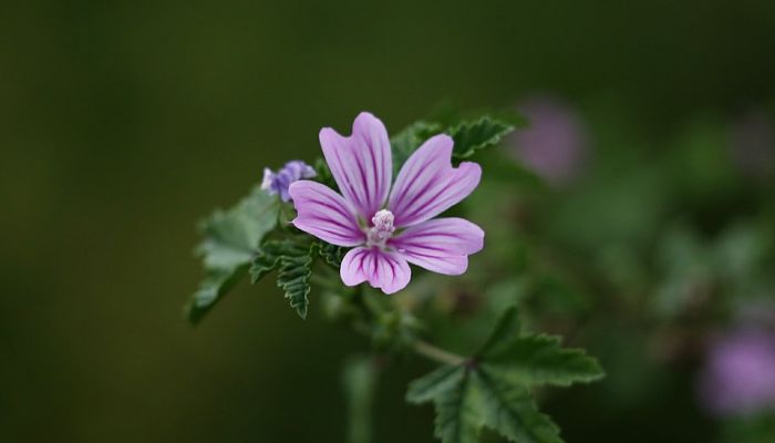 Malva Silvestre. Origen, descripción, Cultivo, Cuidados, Propiedades.