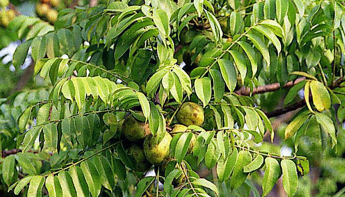 Manzana De Oro. Origen, Descripción, Variedades, Cultivo, Cuidados Y Usos