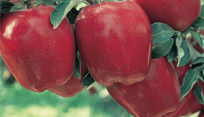 Manzana Red Delicious: Descripción, Plantación, Nutrición, Usos Y Más