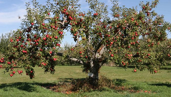 Manzano: Origen, Descripción, Tipos, Cultivo, Cuidados, Usos Y Más