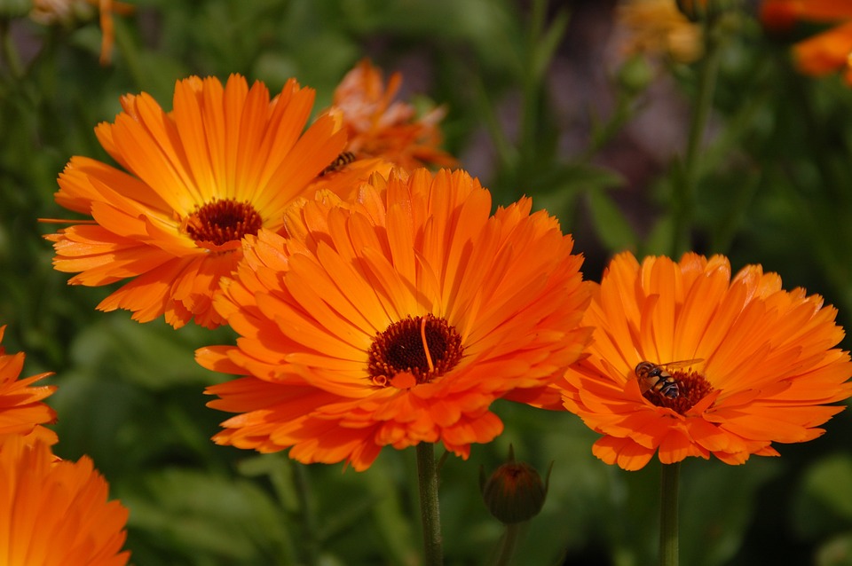 Margarita gerbera