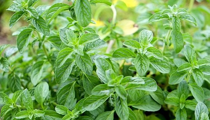 Menta Poleo. Origen, Descripción, Cultivo, Cuidados, Propiedades