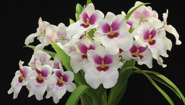 Miltonia. Origen, Descripción, Cultivo, Cuidados, Propiedades