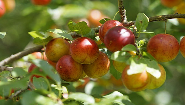 Mirabel. Origen, Descripción, Variedades, Cultivo, Cuidados Y Usos