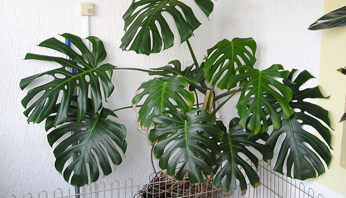 Monstera (Montera Deliciosa). Origen, Nombres, Descripción, Cultivo Y Usos