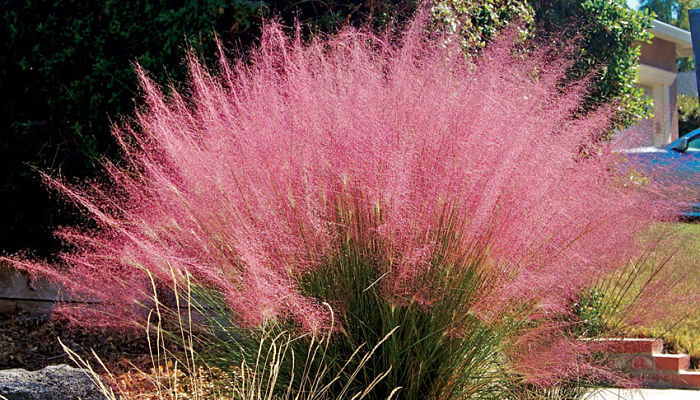 Muhly. Origen, Descripción, Cultivo, Cuidados, Propiedades