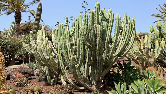 Myrtillocactus Geometrizans. Descripción, Cultivo, Cuidados, Usos Y Curiosidades