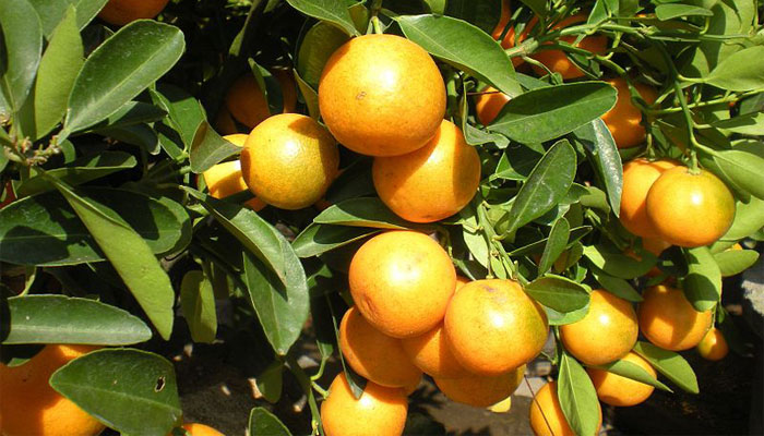 Naranja China (Fortunella crassifolia). Origen, Variedades, Cultivo, Cuidados Y Usos