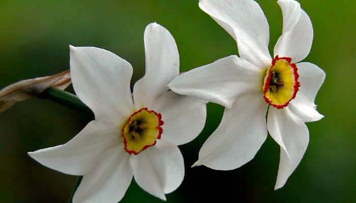 Narciso Poético. Origen, Descripción, Cultivo, Cuidados, Propiedades