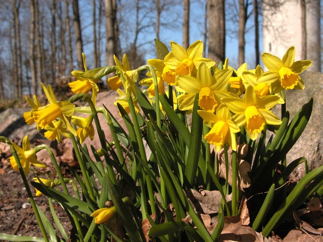 Narcissus cyclamineus