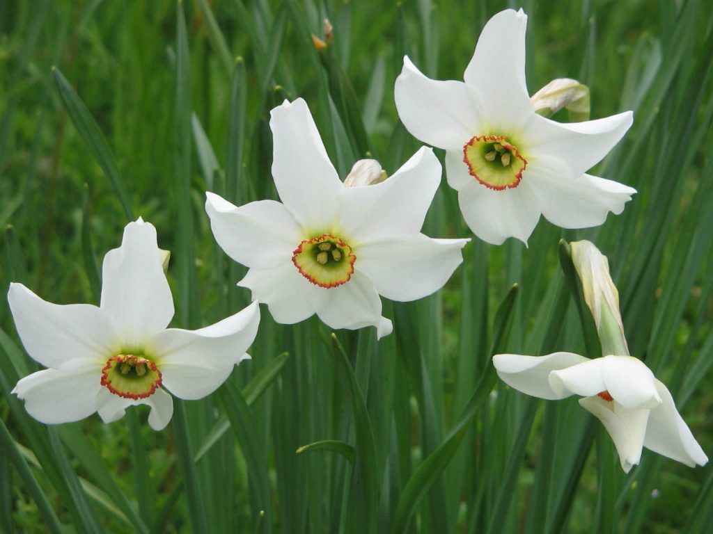 Narcissus poeticus