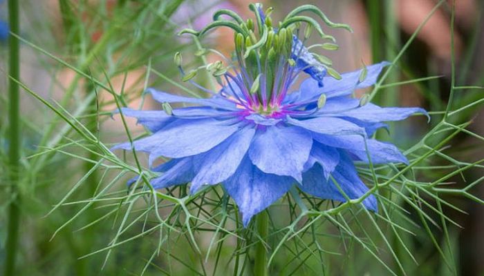 Nigella Damascena. Origen, Descripción, Cultivo, Cuidados, Propiedades