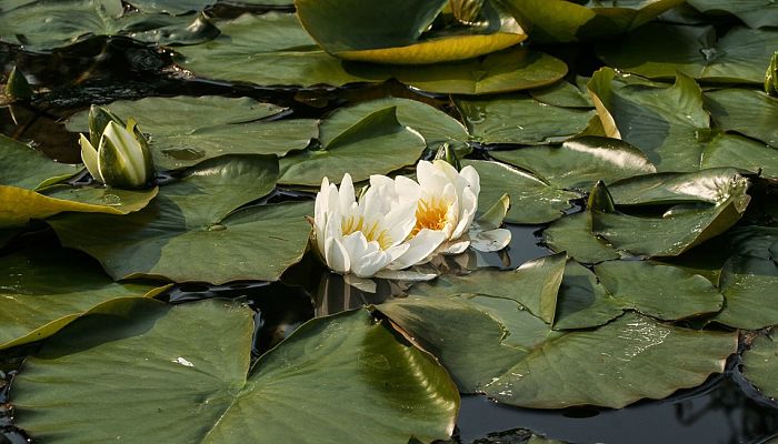 Ninfa Blanca. Origen, Descripción, Cultivo, Cuidados, Propiedades.