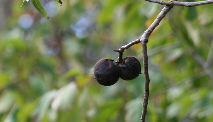 Nogal Negro. Origen, Descripción, Cultivo, Cuidados, Propiedades.