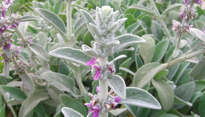 Orejas De Conejo (Stachys bizantina). Origen, Descripción, Variedades, Cultivo, Cuidados Y Usos