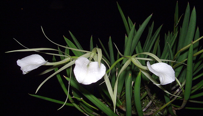 Orquídea Brassavola. Origen, descripción, Variedades, Cultivo, Cuidados Y Usos