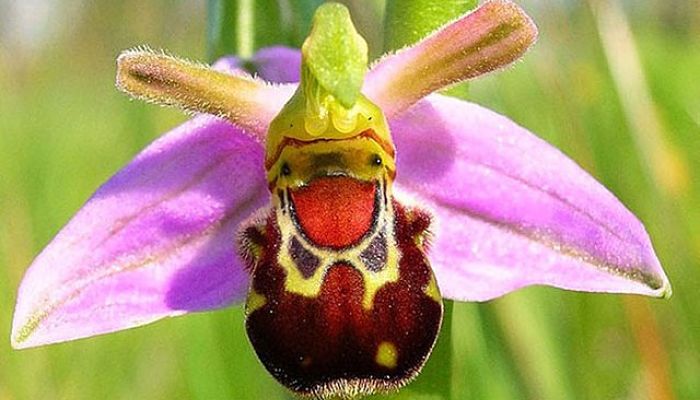 Orquídea De Abeja. Origen, Descripción, Cultivo, Cuidados, Propiedades