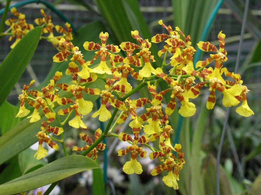 Orquídeas Oncidium