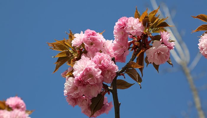 Palo De Rosa. Origen, Descripción, Cultivo, Cuidados, Propiedades