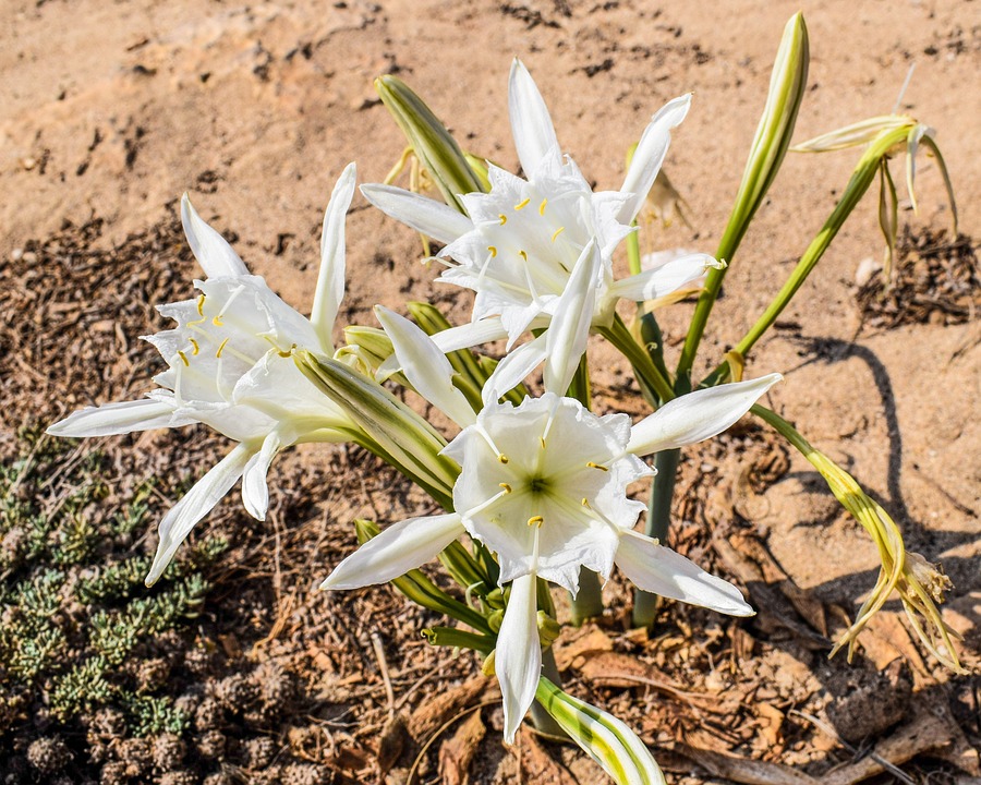 Pancratium maritimum o lirio de playa