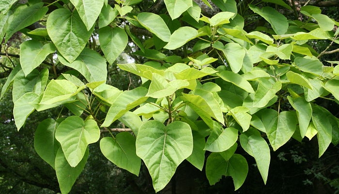 Paulownia. Origen, Descripción, Cultivo, Cuidados, Propiedades