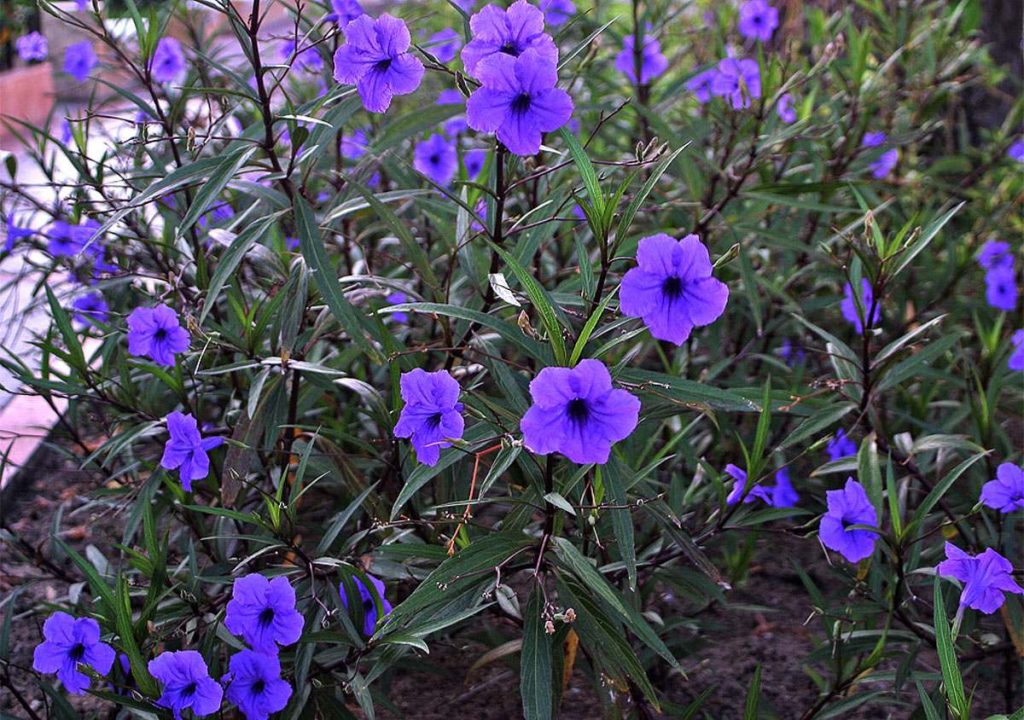 Petunia Mexicana