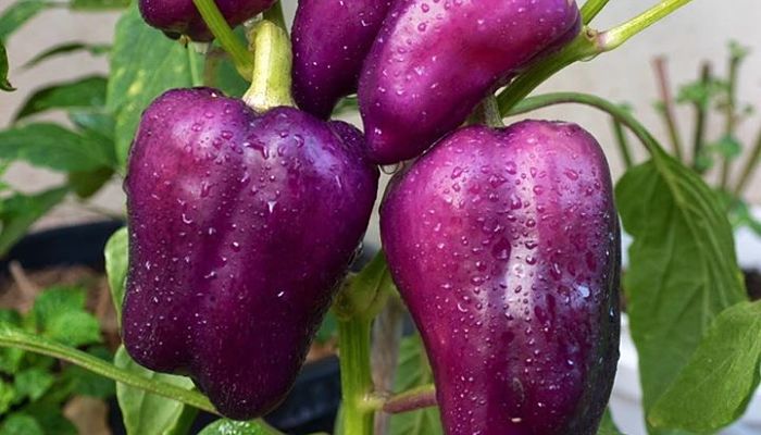 Pimentón Morado. Origen, Descripción, Cultivo, Cuidados, Propiedades