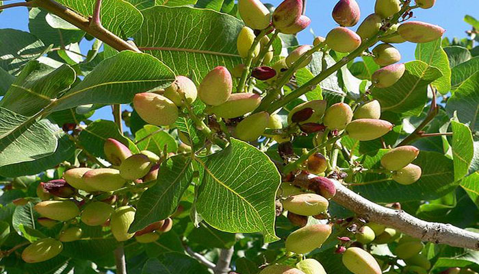 Pistachero. Origen, Descripción, Variedades, Cultivo, Cuidados Y Usos