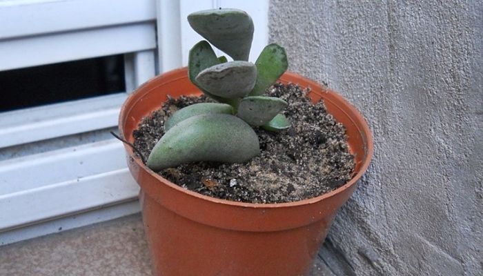 Planta De Adromischus. Origen, Descripción, Cultivo, Cuidados, Propiedades