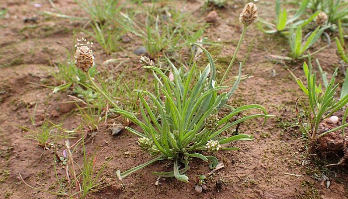 Plántago. Origen, Descripción, Cultivo, Cuidados, Propiedades