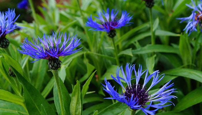 Top 12 Plantas Con Flores Azules Para Lucir En El Jardín