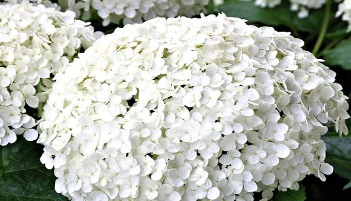 Top 10 Plantas Con Flores Blancas Que Decoran Tu Jardín