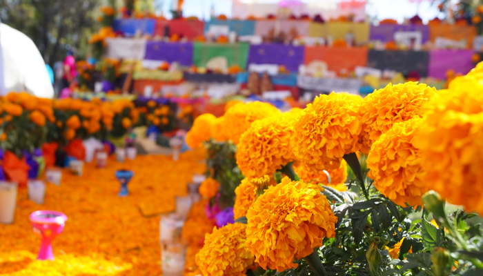 Top 6 Plantas con Flores Naranjas Que Debes Conocer Muy Fáciles De Cuidar