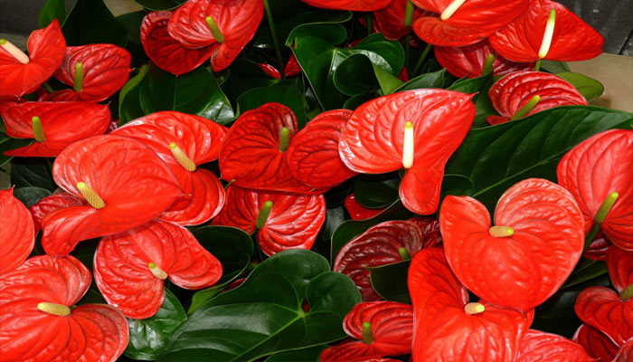 Top 10 Plantas Con Hojas En Forma De Corazón | Plantas Ornamentales