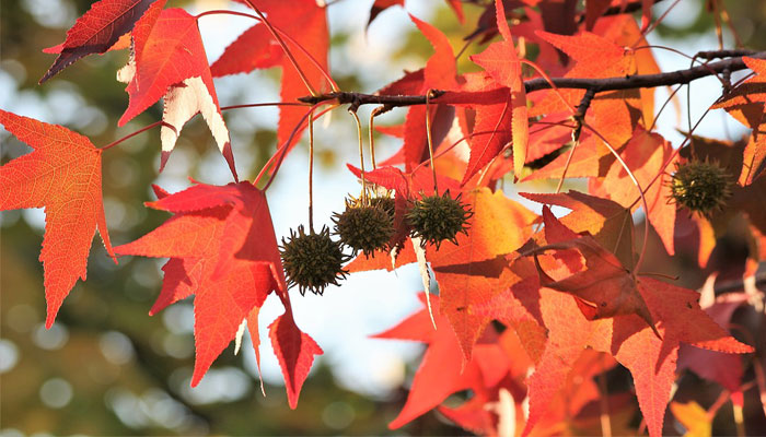 Top 10 Plantas Japonesas | Plantas De Japón Con Significado Espiritual