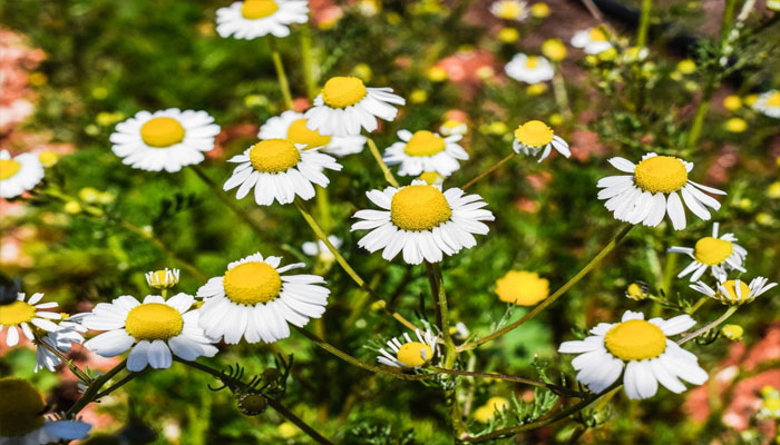 Top 10 Plantas Para Ayudarte A Dormir Tranquilo Y Combatir El Insomnio