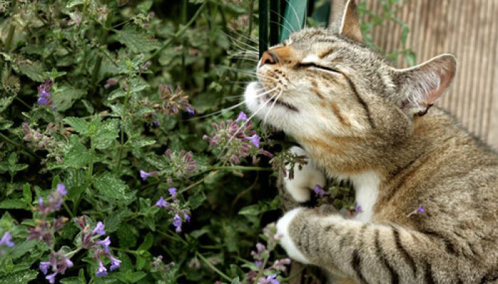 Top 7 Plantas Tóxicas Y No Tóxicas para Gatos