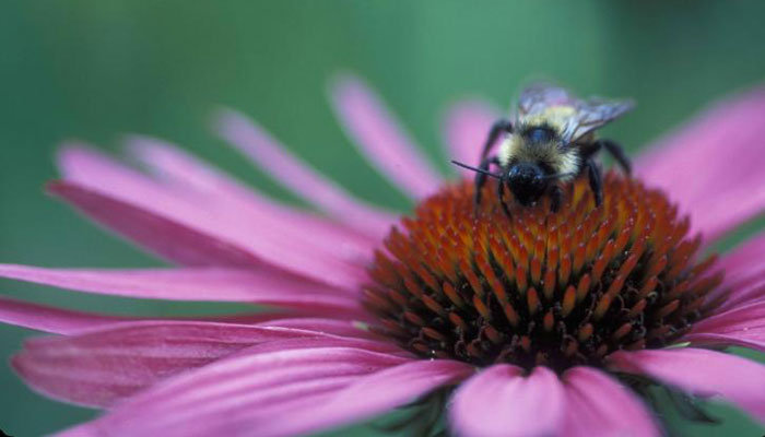 Plantas Que Atraen Las Abejas | 10 Hermosas Hierbas Para Atraer Abejas