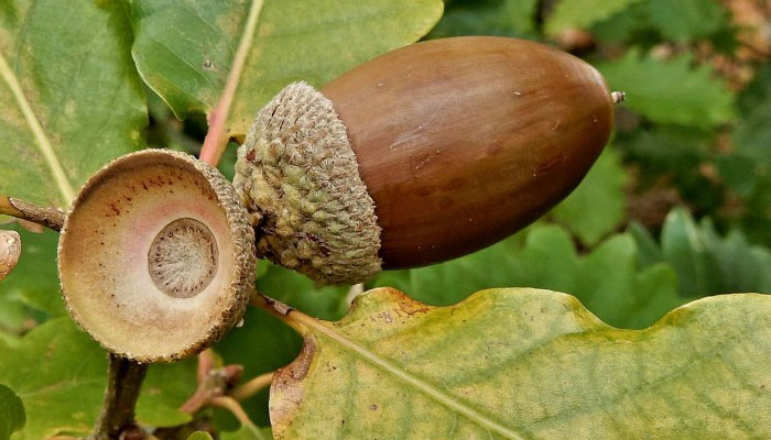 Plantas Que Bajan El Colesterol | Las Mejores Plantas Para Reducir El Colesterol